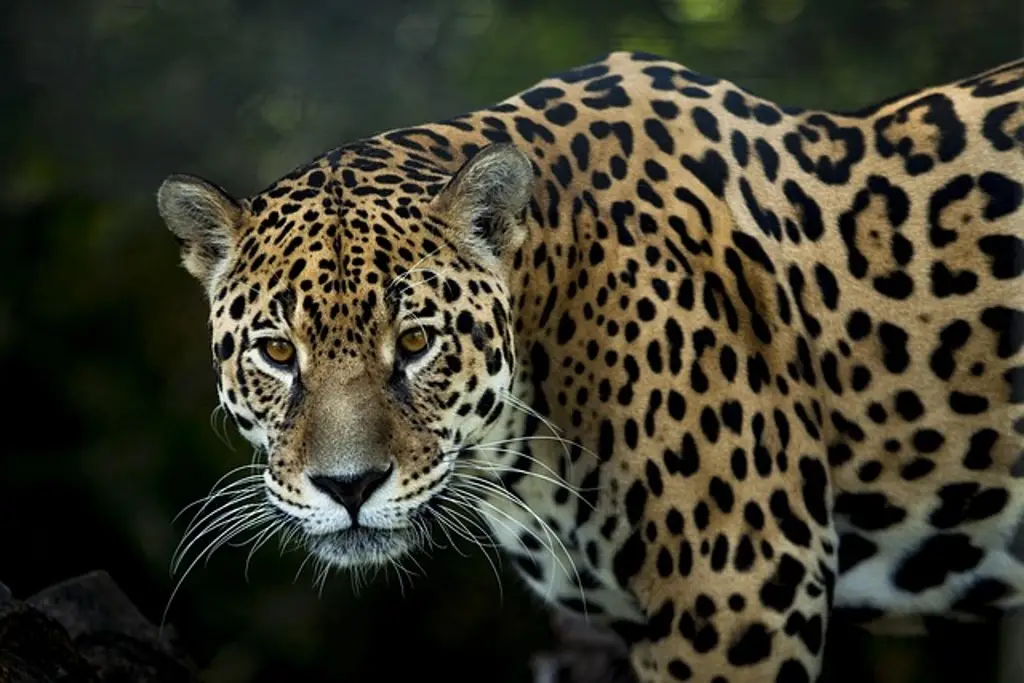 Imagen Semarnat implementará 'estrategias' para la protección del jaguar en el sureste de México