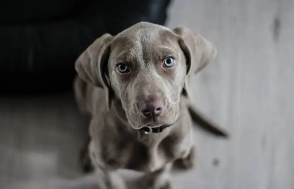 Imagen ¿Qué tan conveniente es cortarle las uñas a un perro? Esto dice veterinario 