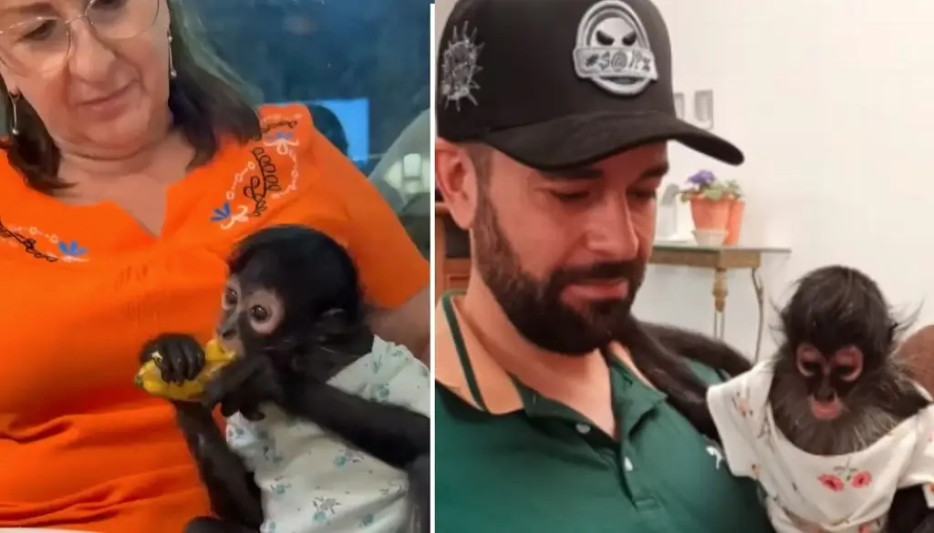 Imagen Captan a regidora de MC dando manotazos a mono araña en evento oficial (+Video)