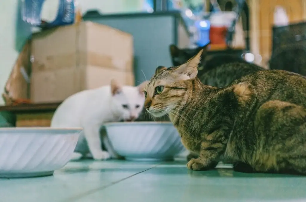 Imagen ¿Tienen los gatos domésticos las claves para entender el cáncer de mama humano?