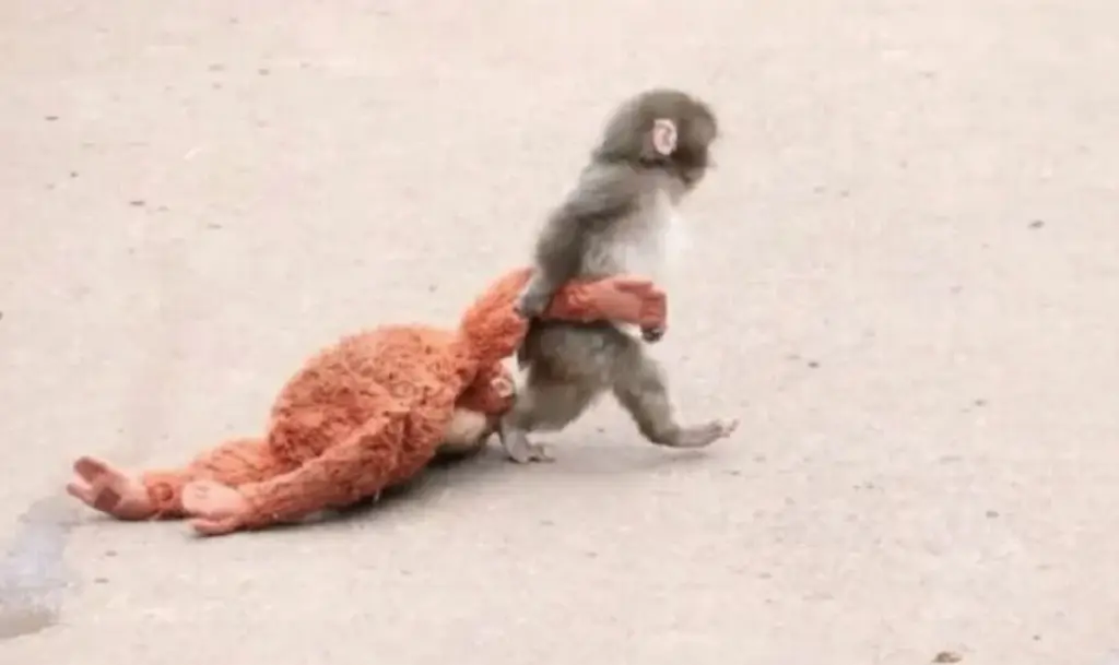 Imagen Esta es la historia de Punch, el monito que conmovió las redes sociales (video)