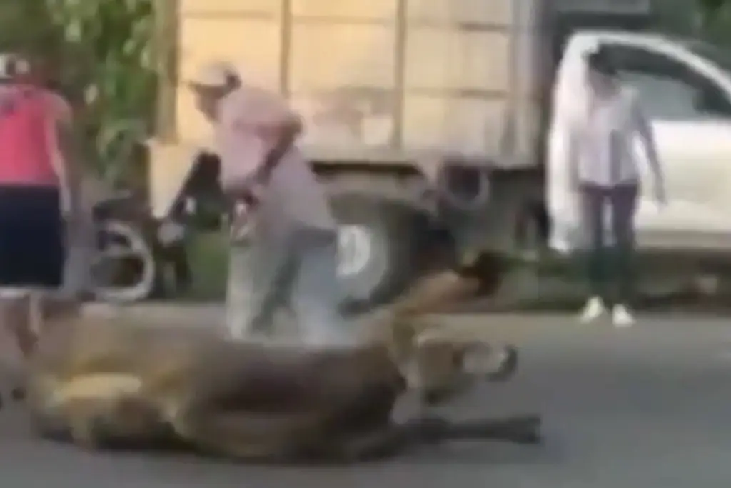 Imagen Pobladores realizan rapiña de ganado en Tabasco (video)