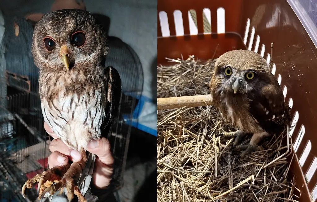 Imagen Rescatan tecolotes y lechuzas; piden no atacarlas pues no son brujas 