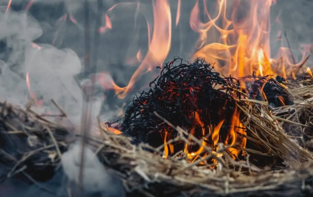 Imagen Se incendia lote baldío en colonia de Veracruz 