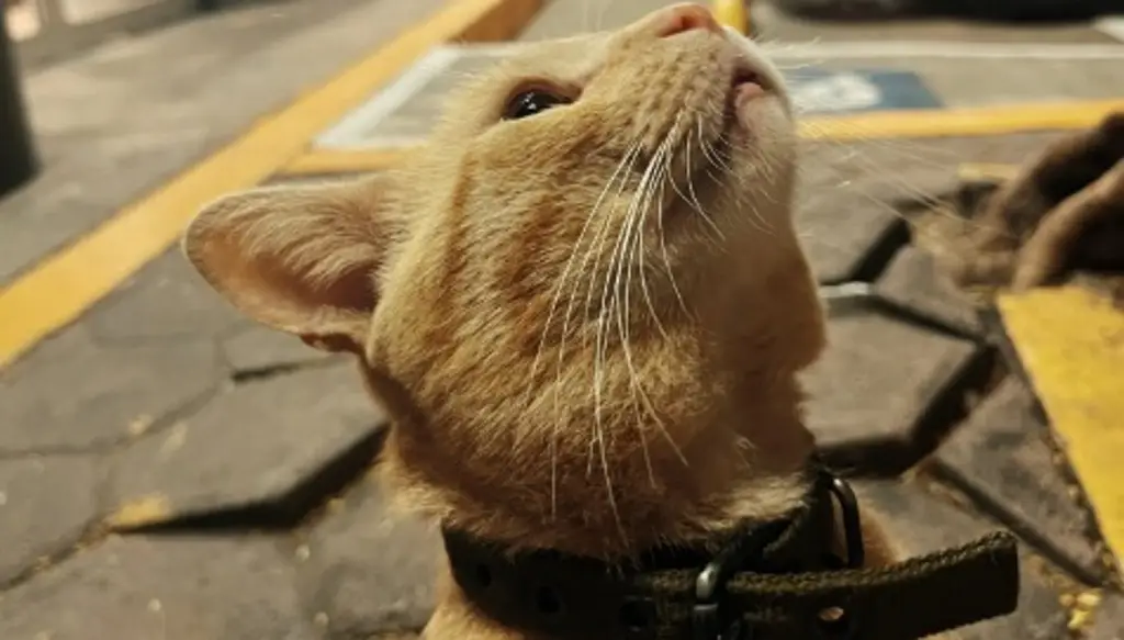 Imagen Reportan desaparición del gato 'Frito'; era cuidado afuera de tienda de conveniencia en Veracruz