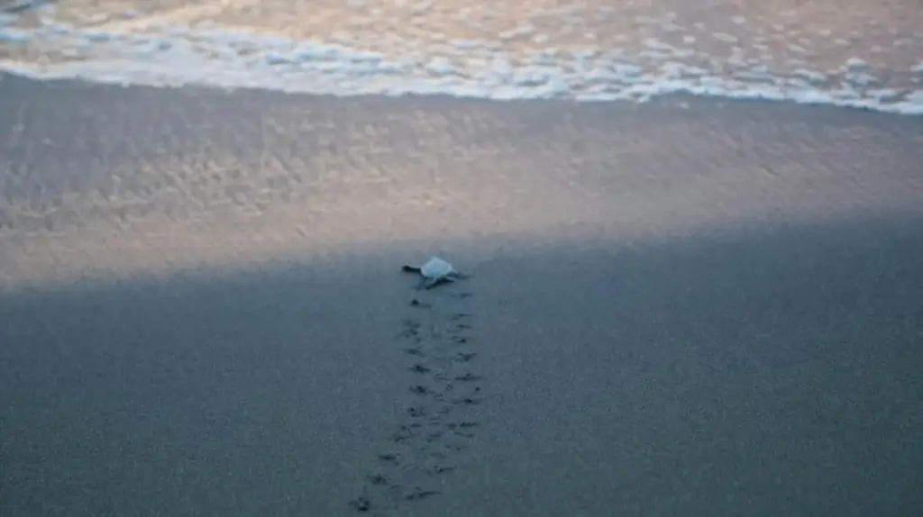 Imagen Advierten que derrame de hidrocarburo afectará tortugas si no se limpian playas
