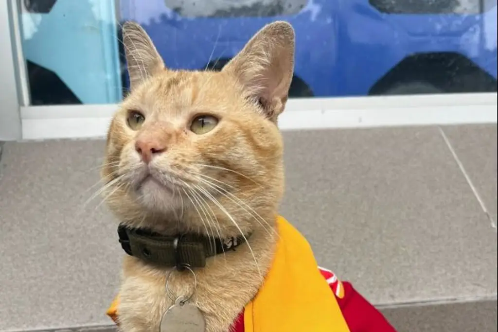 Imagen ¿Qué pasó con Frito? El gato que era buscado por todo Veracruz