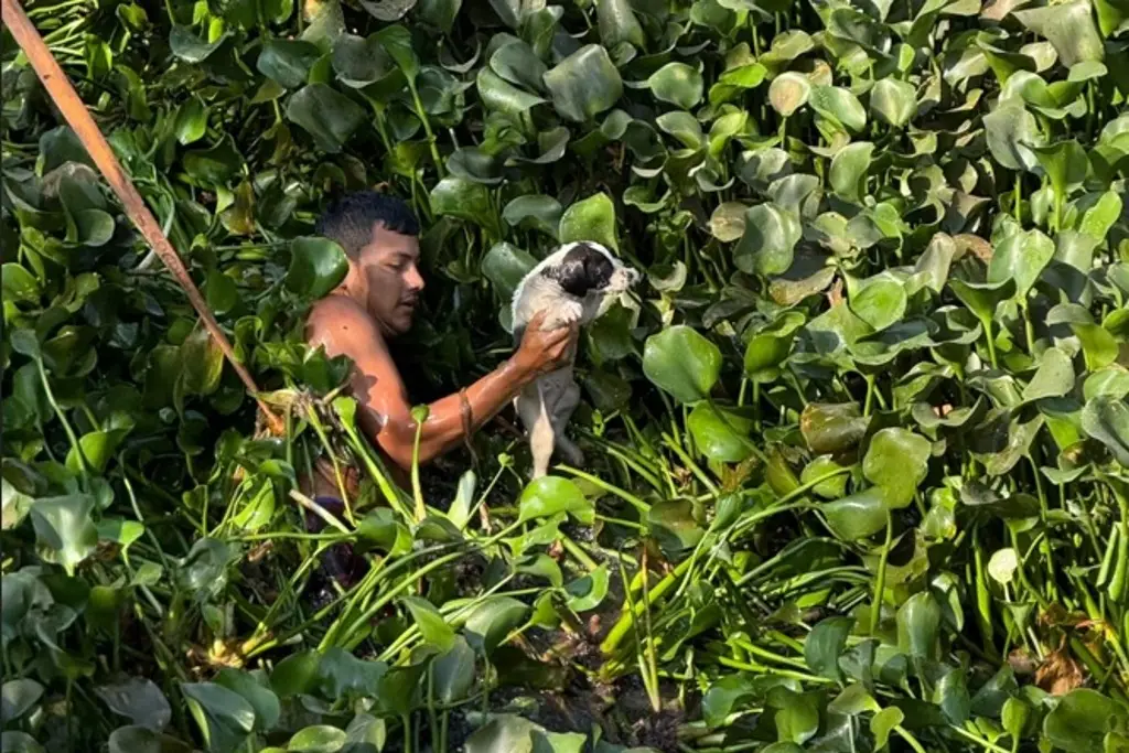 Imagen Rescatan perrito de río; hay indicios de que fue lanzado al agua