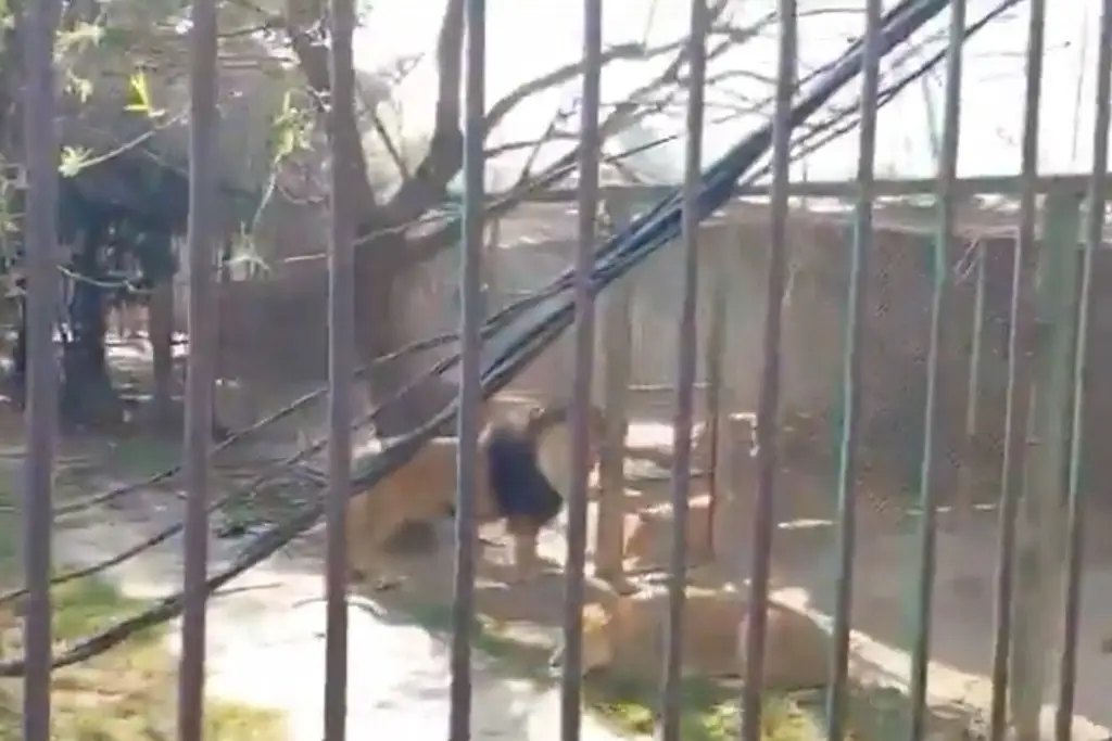 Imagen En estado de ebriedad, libera a 6 leones y luego se enjaula