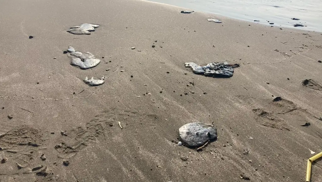 Imagen Pemex brinda apoyo a labores de limpieza por derrame de petróleo al sur de Veracruz 