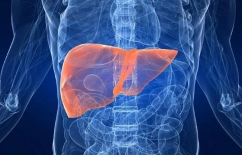 Imagen ¿Quieres saber sobre riesgos y tratamientos del hígado graso? UV dará un taller gratis 