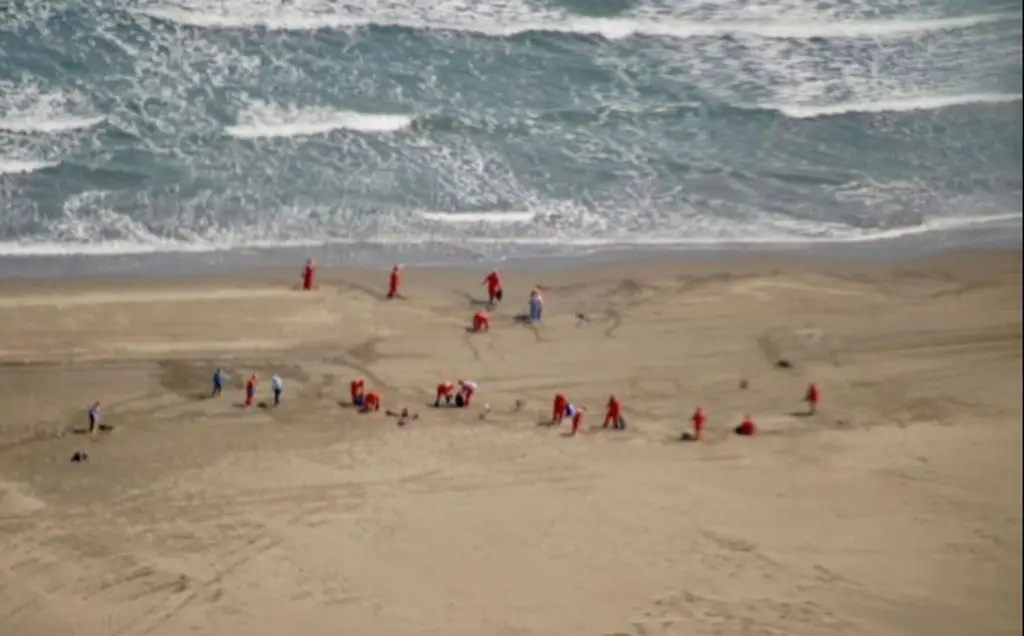 Imagen Recolectan más de 90 toneladas de residuos con petróleo en litoral del Golfo de México