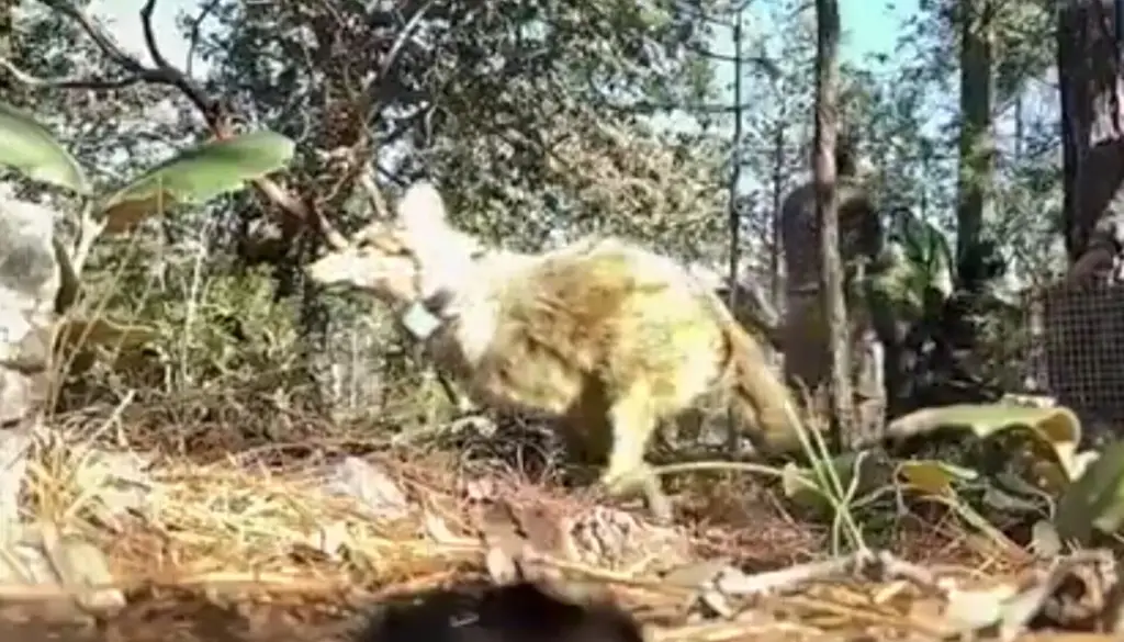 Imagen Tras 50 años, el lobo mexicano vuelve a la Sierra de Durango