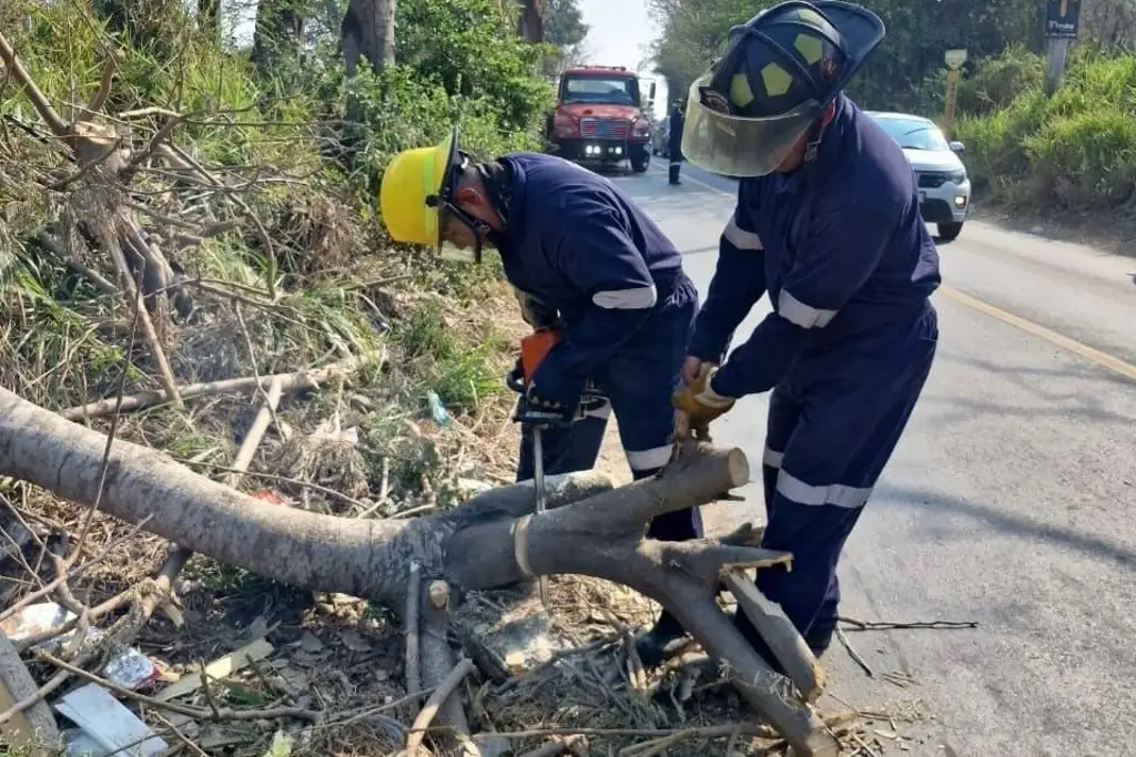 Imagen Retiran árbol caído en carretera a Dos Lomas 