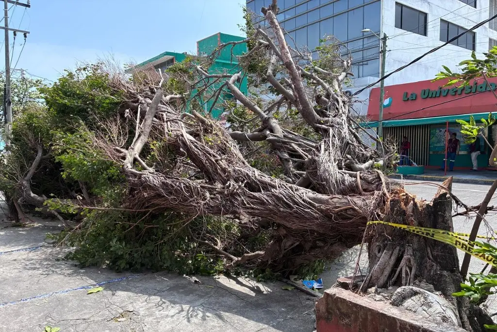 Imagen Automovilista se salva de que le cayera árbol encima en Veracruz