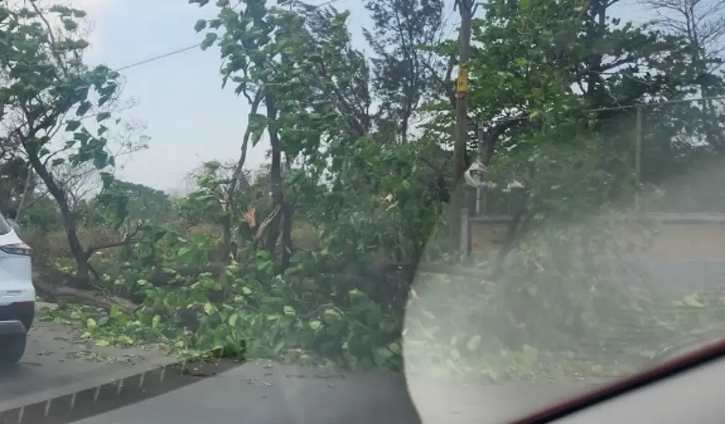 Imagen Árbol derriba barda de una escuela en fraccionamiento de Veracruz 