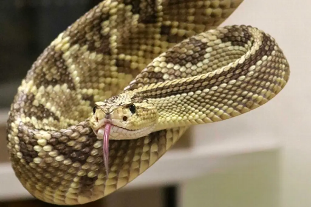 Imagen Destaca México como productor de antivenenos a nivel mundial: UNAM