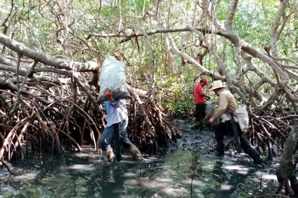 Imagen Derrame de petróleo en Veracruz afecta 630 kilómetros de litoral 