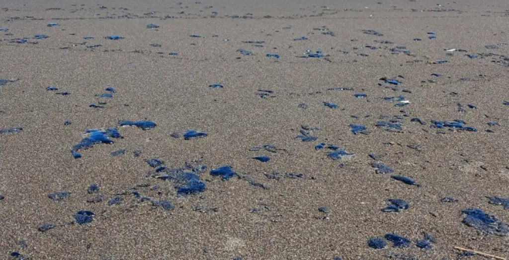 Imagen Hallan manchas de petróleo del tamaño de moneda de 10 pesos en playas de Veracruz