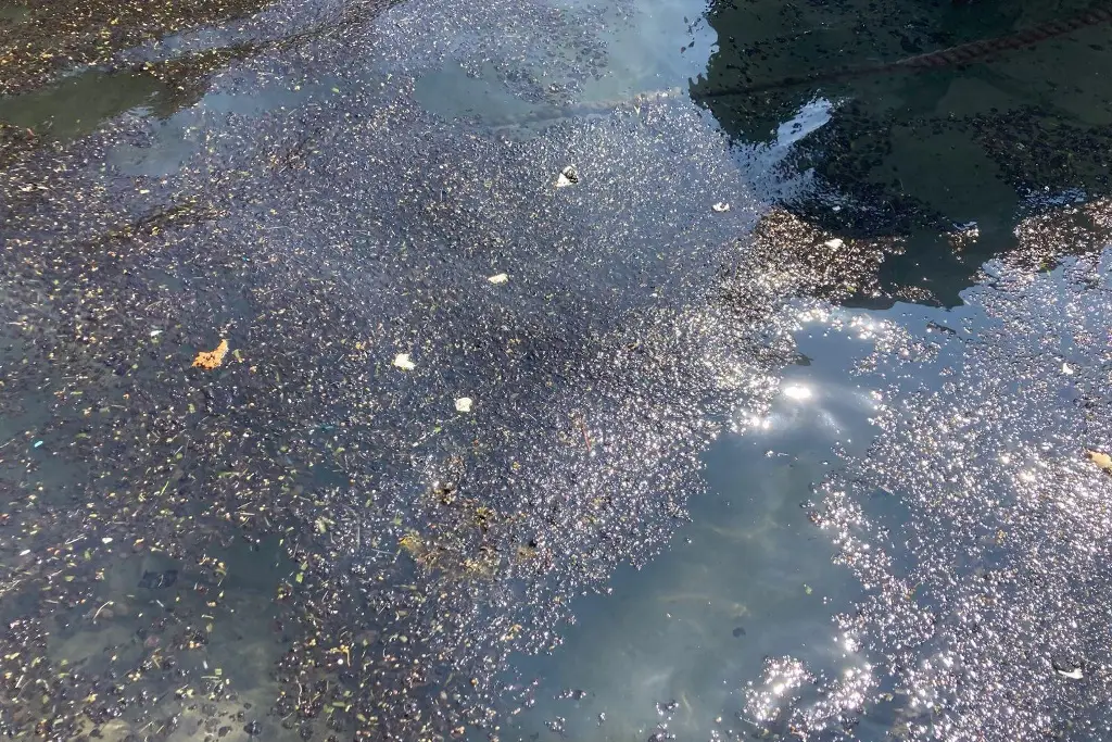 Imagen Pescadores de Veracruz inician trabajos de limpieza tras llegada de petróleo