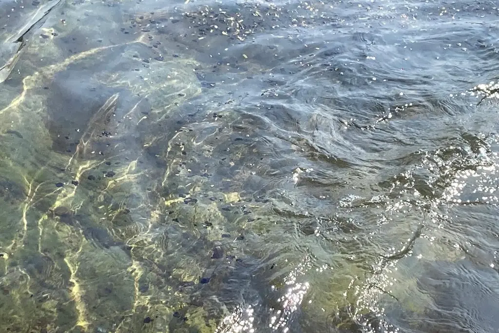 Imagen Colocarán malla de contención ante llegada de petróleo a playas de Veracruz