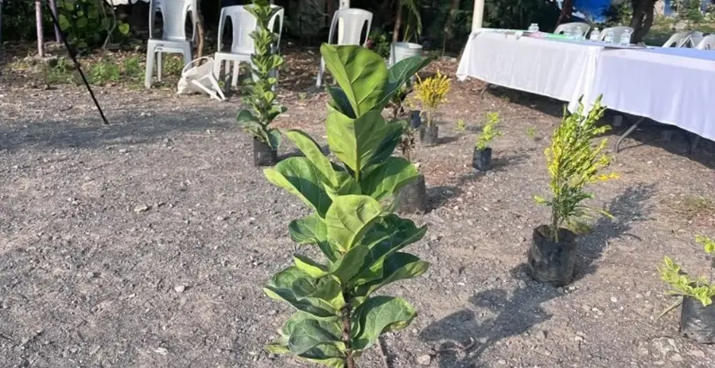 Imagen ¿Quieres sembrar árboles en Veracruz? Esto te puede interesar 