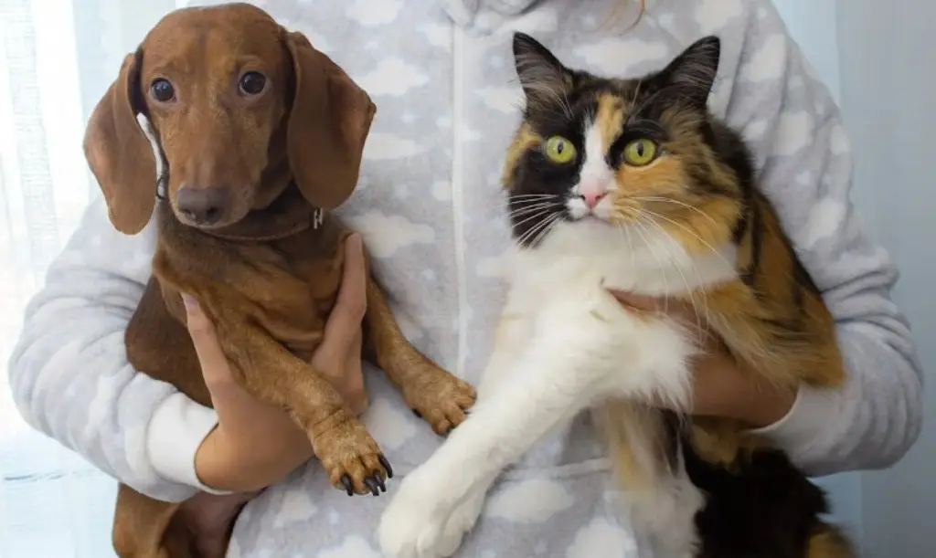 Imagen Conoce la importancia de vacunar a las mascotas 