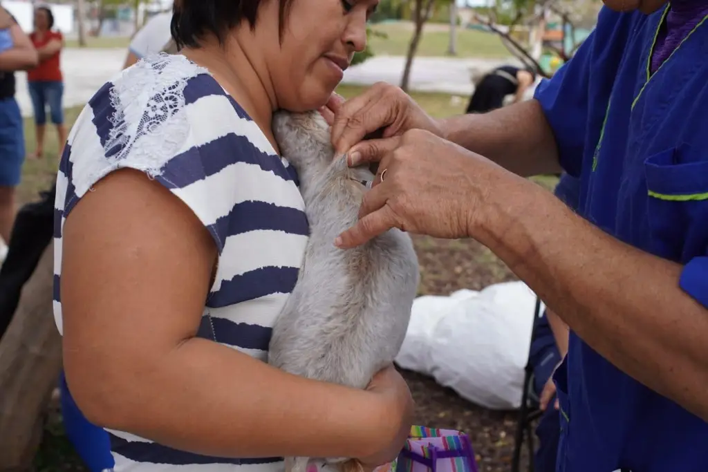 Imagen ¿Tienes perros o gatos? En Veracruz los están vacunando contra la rabia
