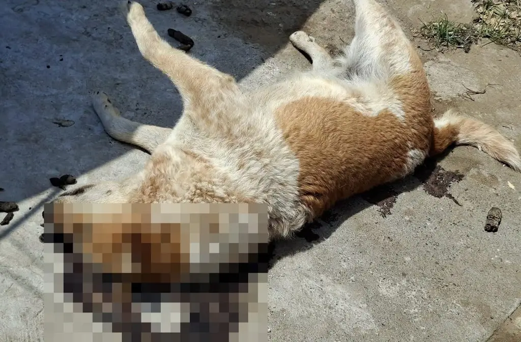 Imagen Asesinan a 'garrotazos' a perrito en Veracruz; presentan denuncia penal