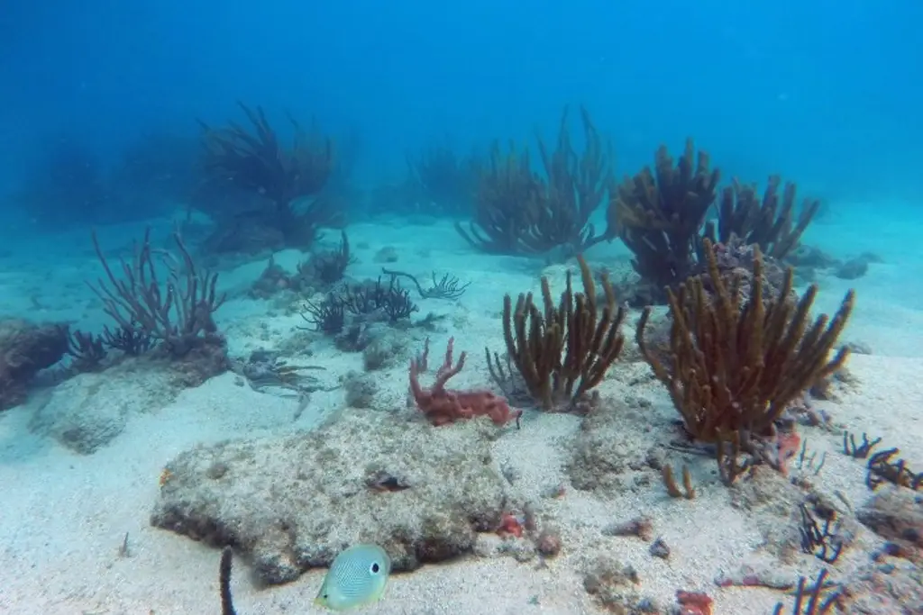 Imagen Descarta SEMARNAT que daño por derrame en arrecifes de Veracruz sea severo