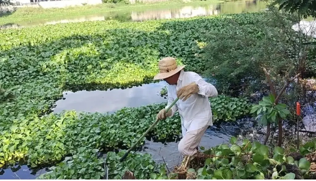 Imagen Habrá jornada de limpieza de lagunas La Ilusión y El Ensueño en Veracruz