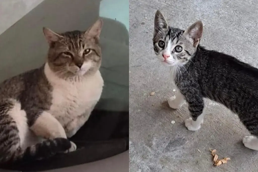 Imagen Vecinos del fraccionamiento Casas Díaz denuncian envenenamiento de gatos en la zona