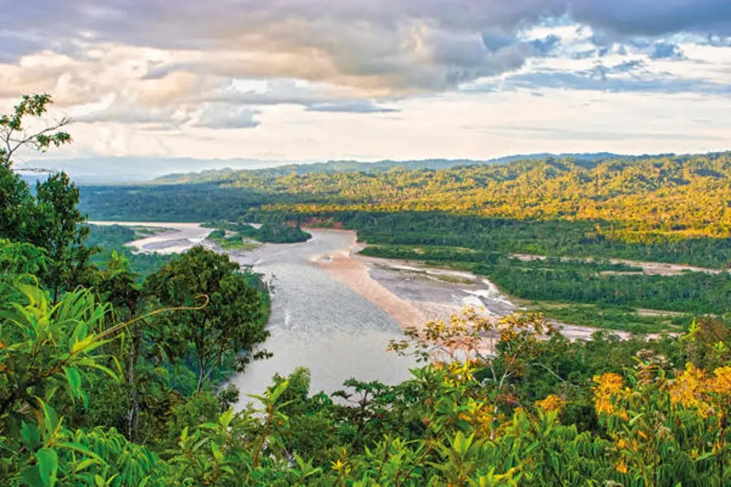 Imagen Nueva plataforma analiza en tiempo real la deforestación en la Amazonía peruana