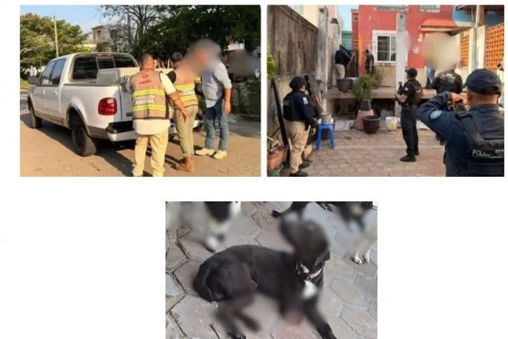 Imagen Rescatan a 8 perritos maltratados al sur de Veracruz