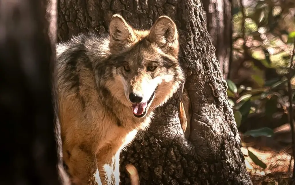 Imagen Semarnat realiza segundo traslado de lobo mexicano a nuevo sitio en Durango