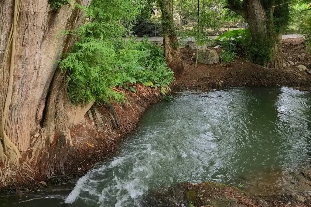 Imagen Humedales flotantes dan resultados en limpieza del agua en el Paseo de los Ahuehuetes en Nogales