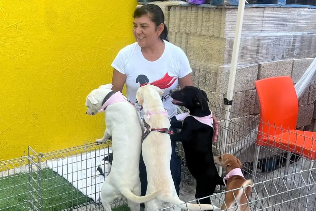 Imagen Rescataron cinco cachorros de ocho que habían sido abandonados 