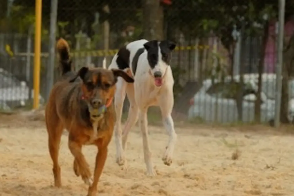 Imagen ¿Cómo afecta la artritis en perros? 