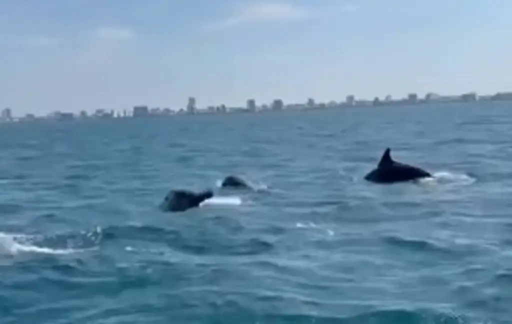 Imagen ¡Chulada! Captan grupo de delfines frente a las costas del puerto de Veracruz (+Video)