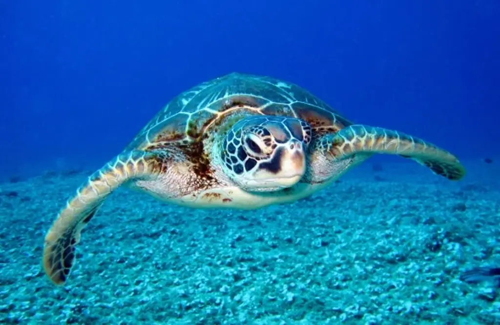 Imagen Descubren más de 110 especies marinas en aguas de Australia