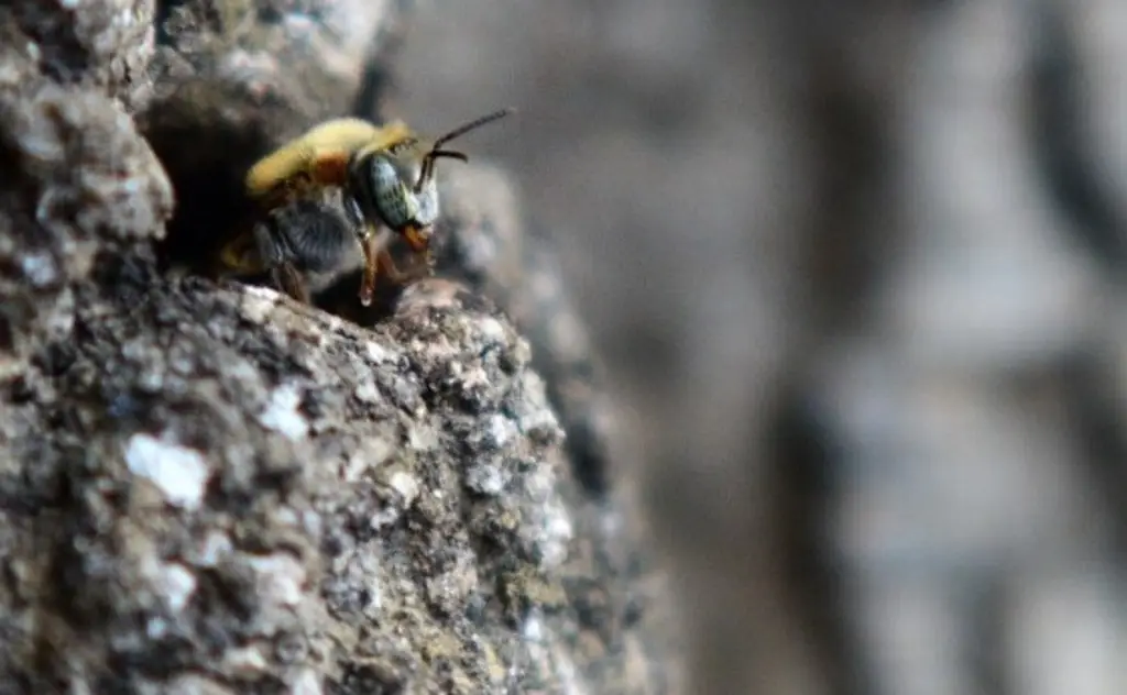 Imagen Reportan ataque de abejas a un hombre dentro de terreno baldío