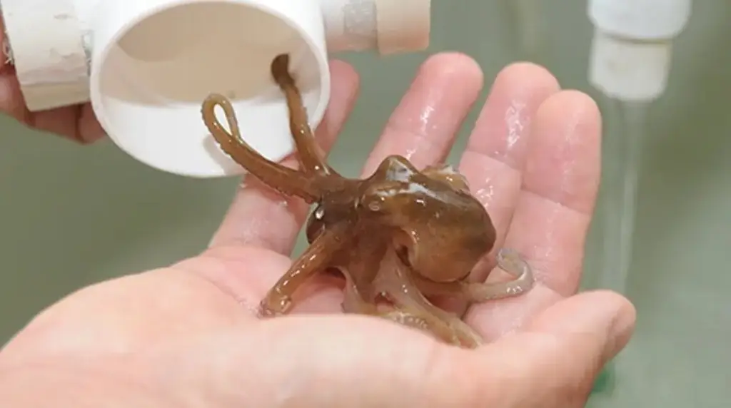 Imagen Los pulpos poseen un brazo reproductor que detecta a las hembras sin verlas, según estudio