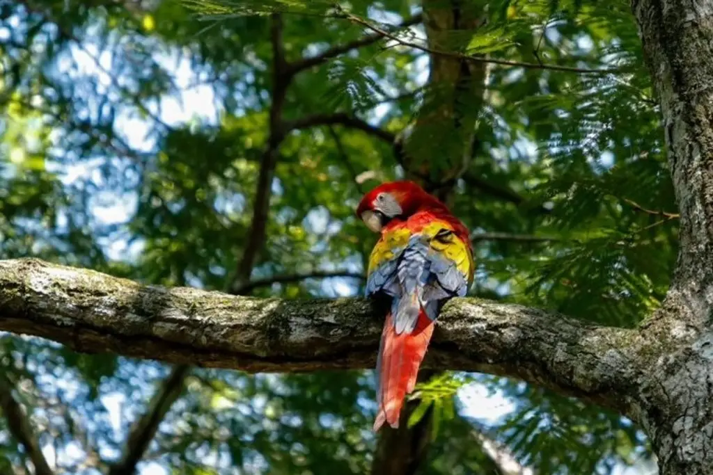 Imagen Resguardan guacamaya roja en zona urbana de Catemaco