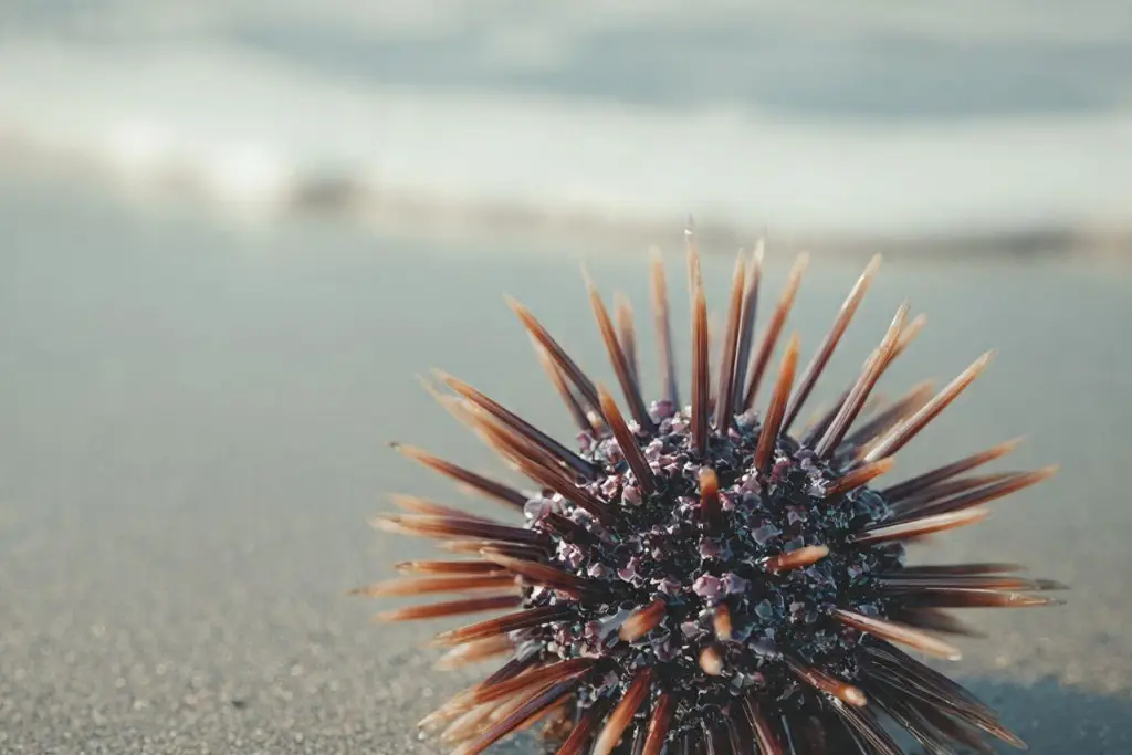 Imagen ¿Qué hacer en caso de picadura de erizo de mar? Esto recomienda PC 