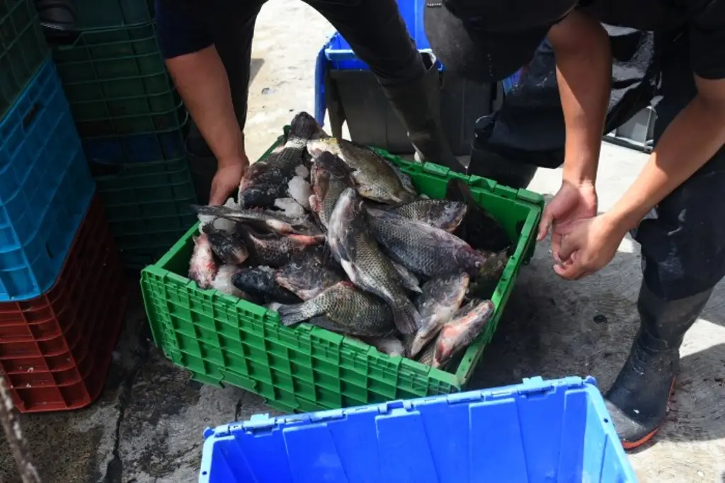 Imagen Comerciantes de Xalapa llaman a consumir pescado en Semana Santa