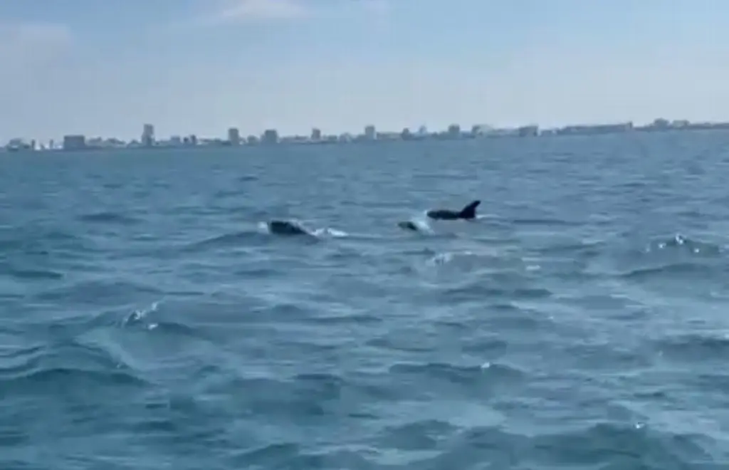 Imagen ¿Qué hacía la manada de delfines que fue captada en Veracruz? (Video)