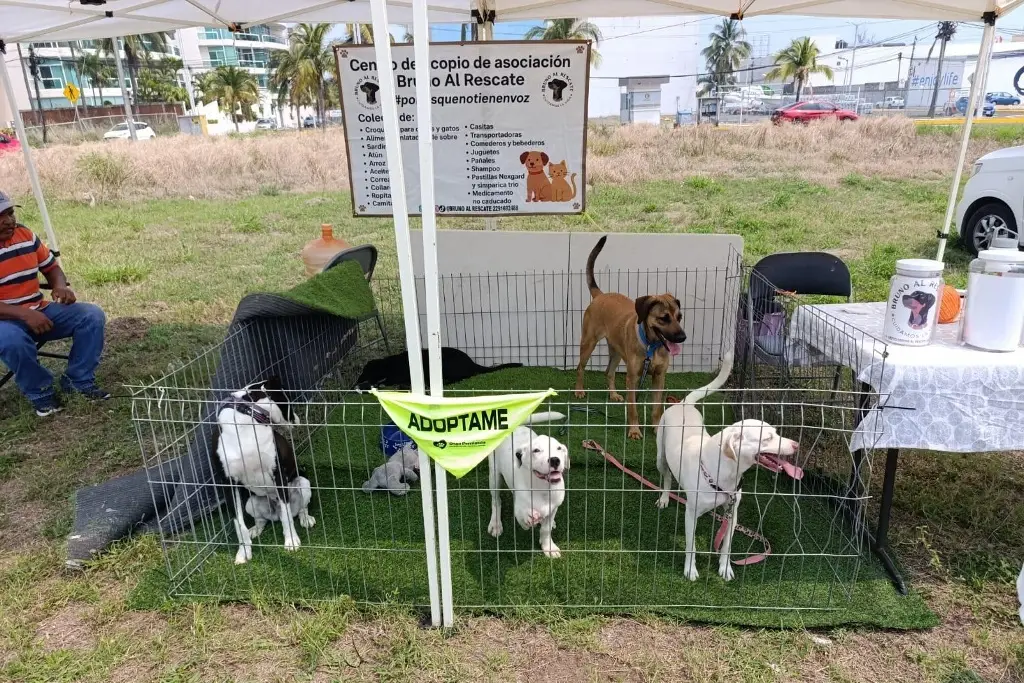 Imagen Ya hay cachorros en proceso de adopción de la fundación 