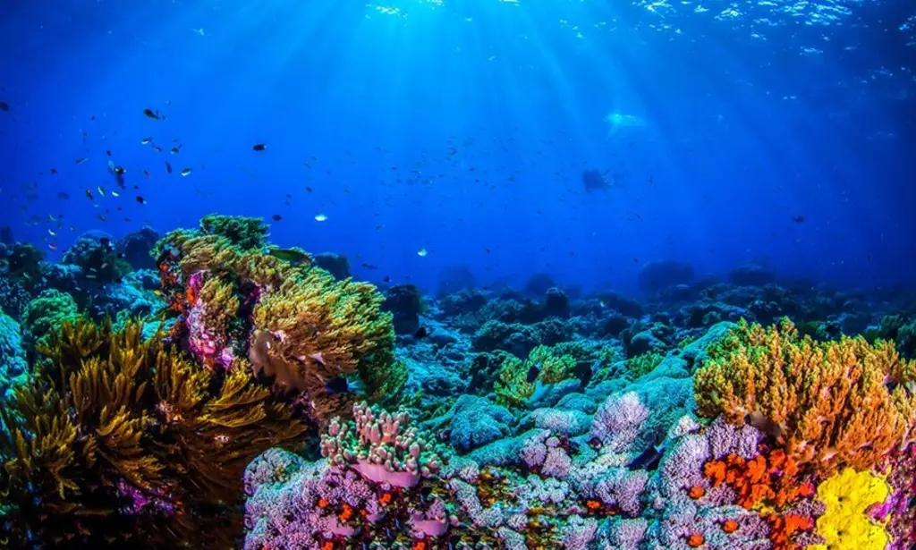 Imagen Así restauran los arrecifes de Veracruz 