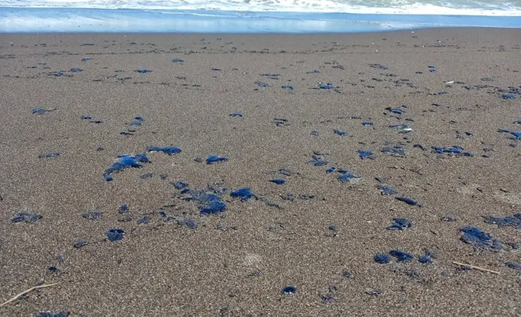 Imagen UV participará en observatorio ambiental por derrame de petróleo en Golfo de México