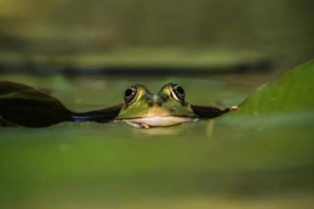 Imagen Descubren nueva especie de 'rana de cristal' en Ecuador, ¿Qué es? 